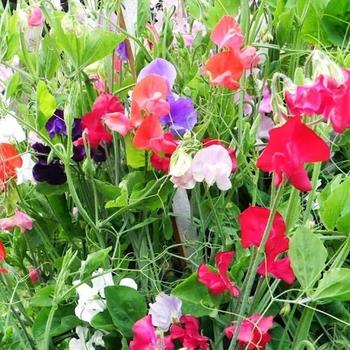 Lathyrus latifolius 'Mixture' 