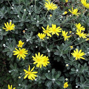 Euryops pectinatus