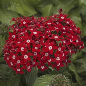 Pentas lanceolata Honeycluster™ 'Red'