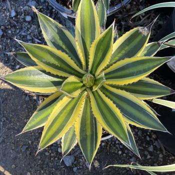 Agave lophantha 'Quadricolor' 