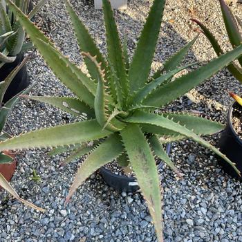 Aloe 'Eric the Red' 