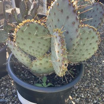 Opuntia santa-rita