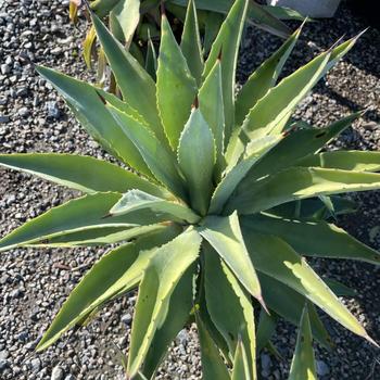 Agave desmettiana