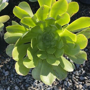 Aeonium urbicum