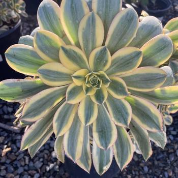 Aeonium 'Sunburst' 