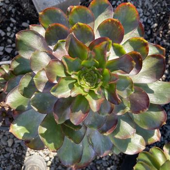 Aeonium 'Plum Petals' 