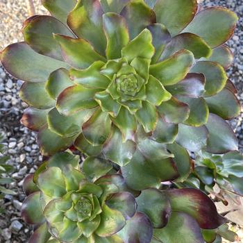 Aeonium 'Cyclops' 