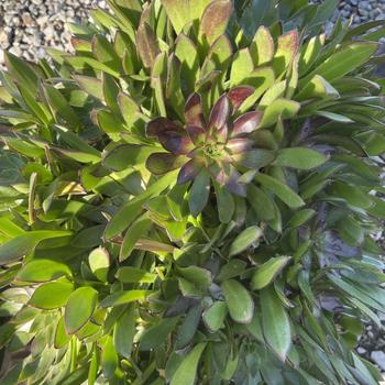 Aeonium 'Merlot' 