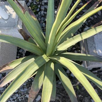 Agave 'Mateo' 