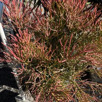 Euphorbia tirucalli 'Green' 