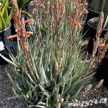 Aloe 'Blue Elf' 