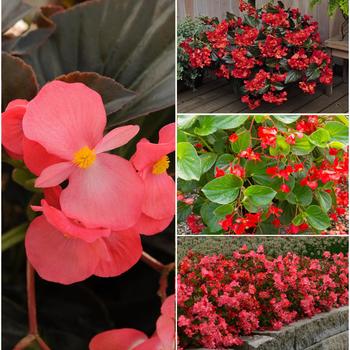 Begonia x benariensis Whopper® Series