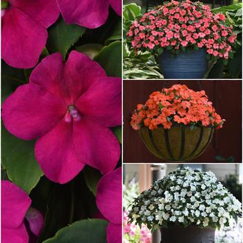 Impatiens walleriana Beacon™ 'Series'