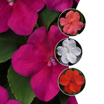 Impatiens walleriana Beacon™ 'Series' (224618)