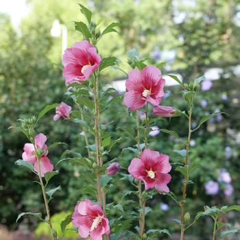 Hibiscus syriacus 'Red Pillar®'