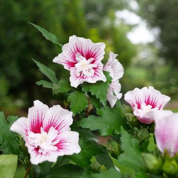 Hibiscus syriacus 'Rwoods6' 