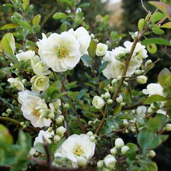 Chaenomeles speciosa 'Double Take Eternal White™' 