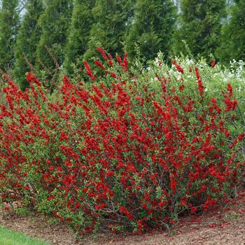 Chaenomeles speciosa Double Take® 'Scarlet'