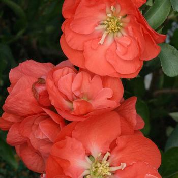 Chaenomeles speciosa Double Take® 'Orange'