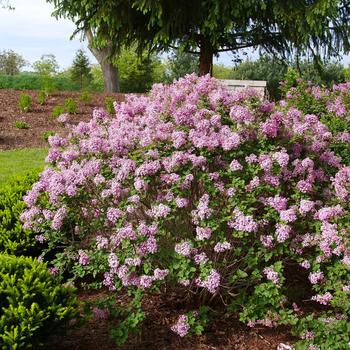 Syringa x pubescens 'SMNSPTP' 