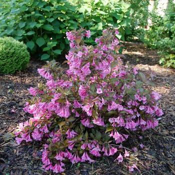 Weigela florida 'SMNWFG' PP35120