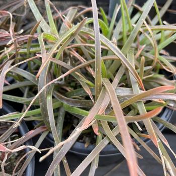 Aloe 'Johnson's Hybrid' 