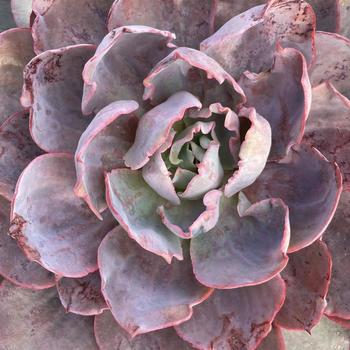 Echeveria 'Afterglow' 