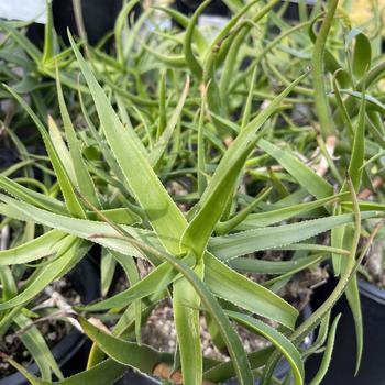 Aloe ciliaris