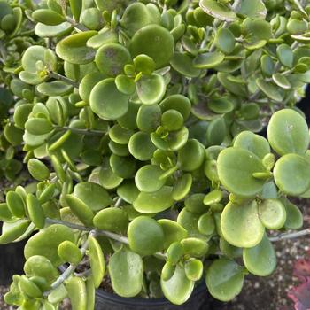 Kalanchoe bracteata forma glabra