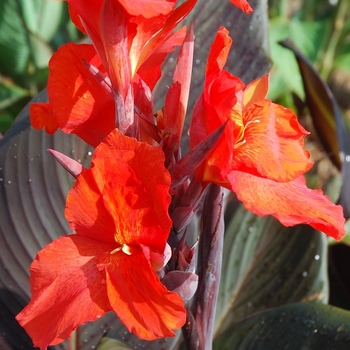 Canna 'Red velvet' 