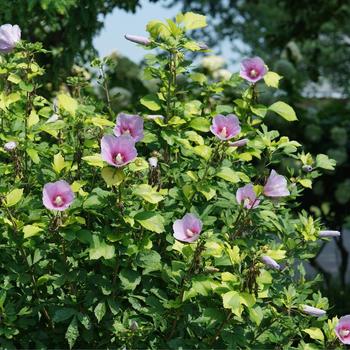 Hibiscus syriacus 'Paraplu Adorned®'