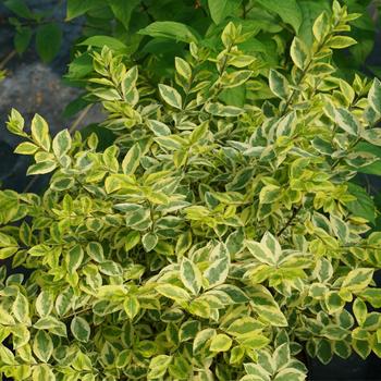 Ligustrum ovalifolium 'Good Vibrations®'