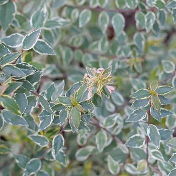 Abelia x grandiflora 'Mucho Gusto™'