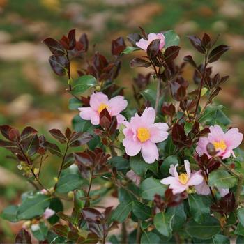 Camellia 'Just Chill Red Tip™'