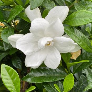 Gardenia jasminoides 'Pillow Talk®'