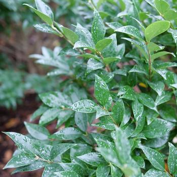 Ligustrum japonicum 'NCLJ1' 