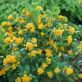 Cestrum corymbosum 'Juiced™ Orange'