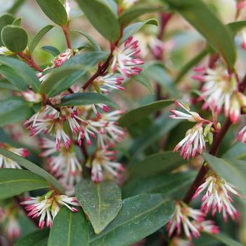 Sarcococca hookeriana 'Purplerij1' 