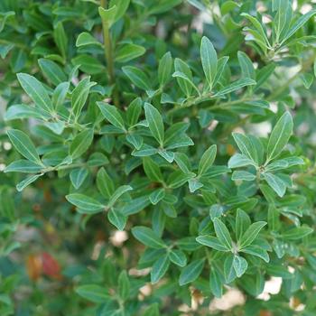 Ilex glabra 'Squeeze Box®' (224784)