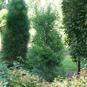 Ilex glabra 'Squeeze Box®'