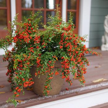 x Pyracomeles 'Berry Box®'