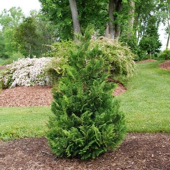 Chamaecyparis pisifera 'RutCham1' 