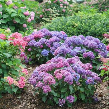 Hydrangea macrophylla 'Let's Dance Lovable®'