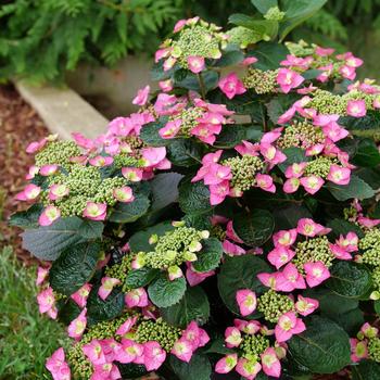 Hydrangea serrata 'Tuff Stuff Top Fun®'