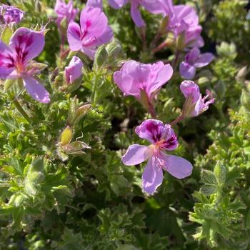 Pelargonium x fragrans