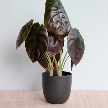 Alocasia cuprea 'Red Secret' 