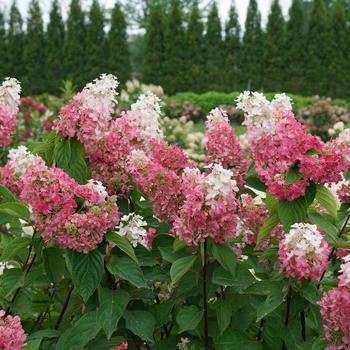 Hydrangea paniculata 'Pinky Winky Prime®'