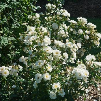 Rosa 'Oso Easy Ice Bay™'