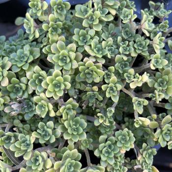 Aeonium lindleyi var. viscatum 'Irish Bouquet' 