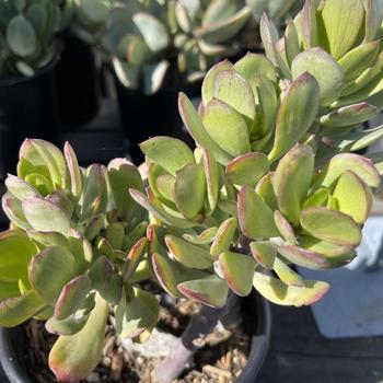 Senecio decaryi